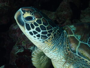 guam-sea-turtle
