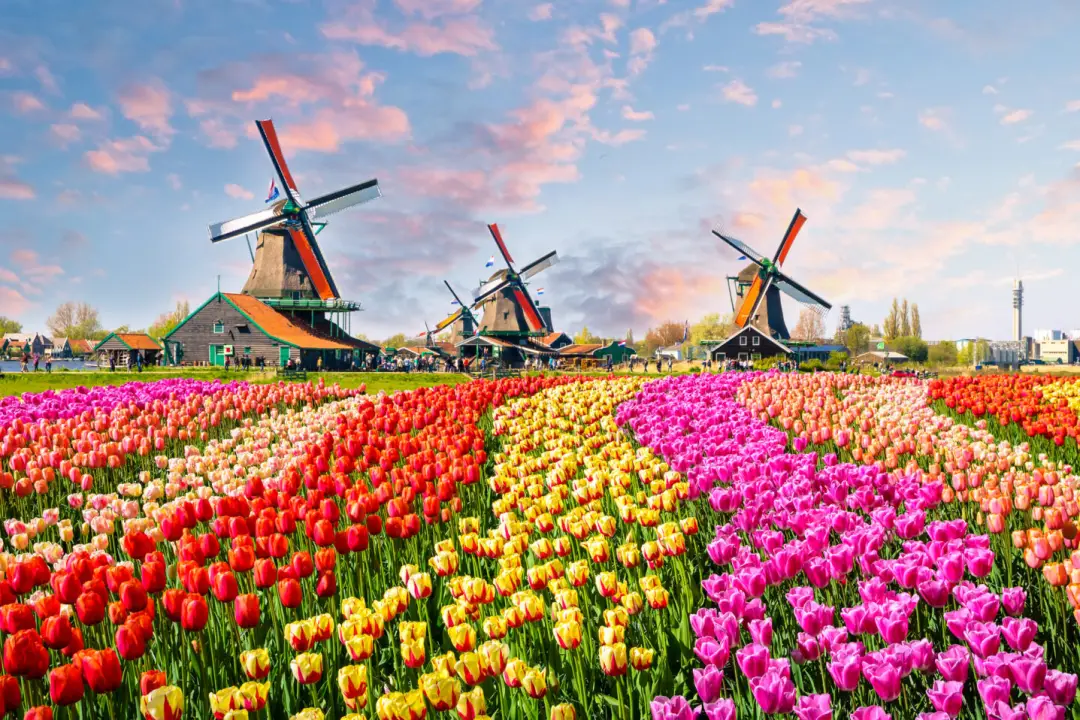 Dinking Dutch